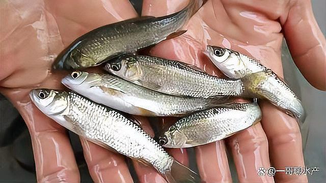 龍魚內寄最怕三個藥