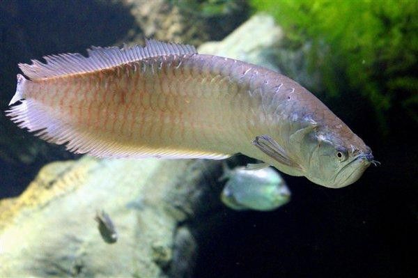 印尼金龍魚怎樣空運回中國