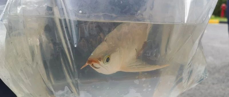 印尼金龍魚怎樣空運回中國