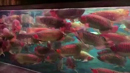 買紅龍魚視頻：潮州阿兩哥紅龍魚紅龍魚視頻資源紅龍魚視頻資源在線觀看