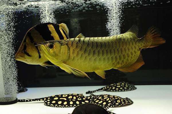 金龍魚多久能發色好