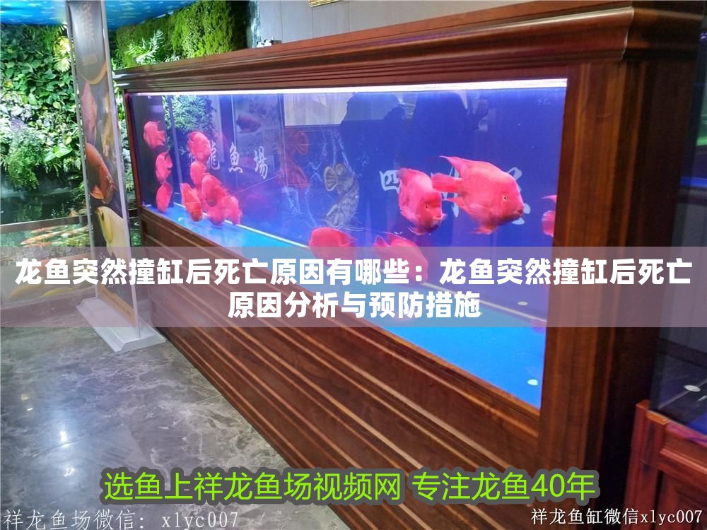 龍魚突然撞缸后死亡原因有哪些：龍魚突然撞缸后死亡原因分析與預(yù)防措施