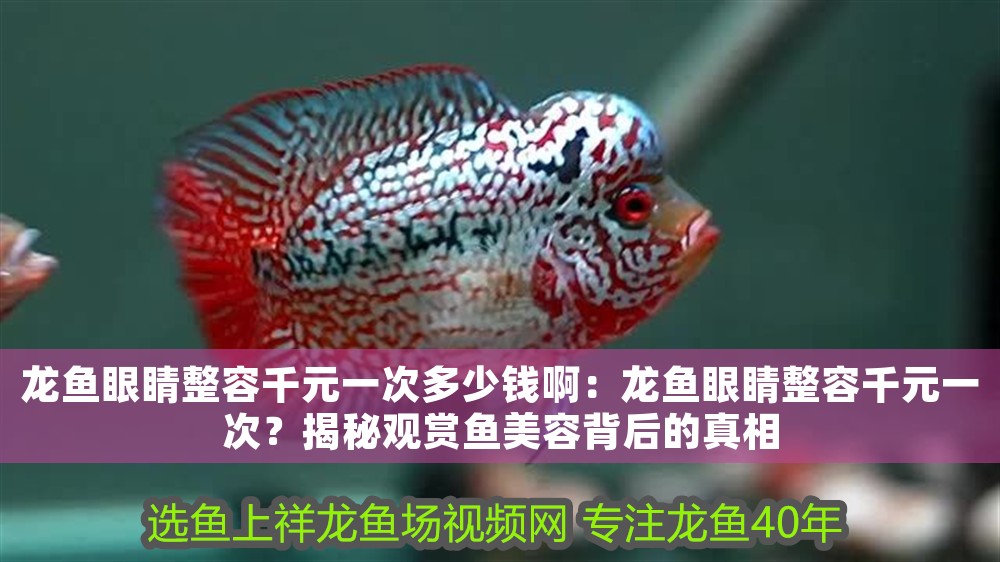 龍魚(yú)眼睛整容千元一次多少錢啊：龍魚(yú)眼睛整容千元一次？揭秘觀賞魚(yú)美容背后的真相