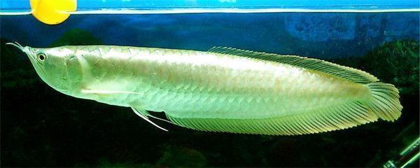 龍魚吃啥長得快（關于龍魚食物選擇的詳細信息）