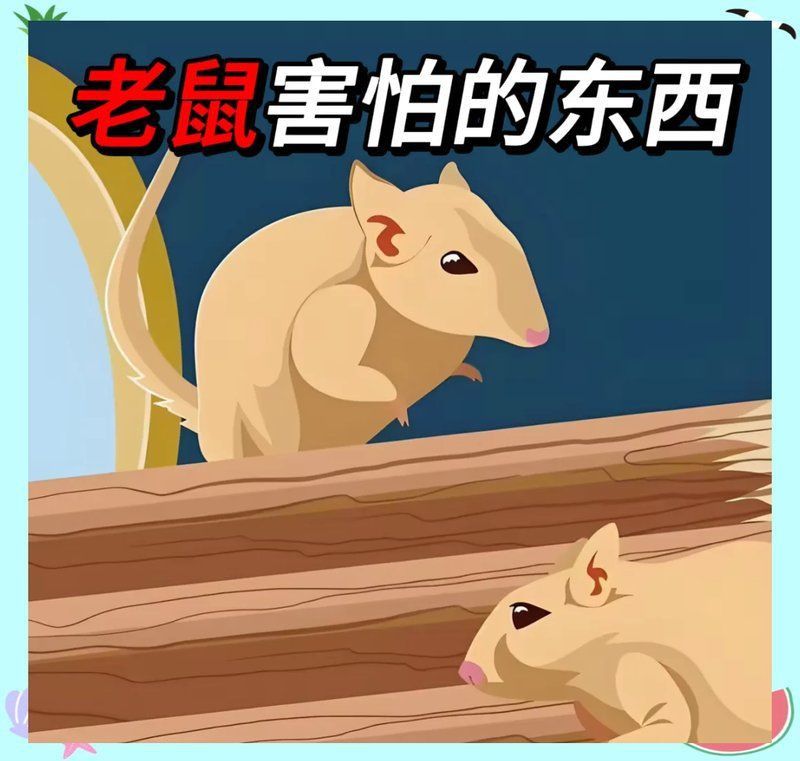 老鼠進屋最怕三個東西 老鼠進屋最怕三個東西 龍魚百科 第4張