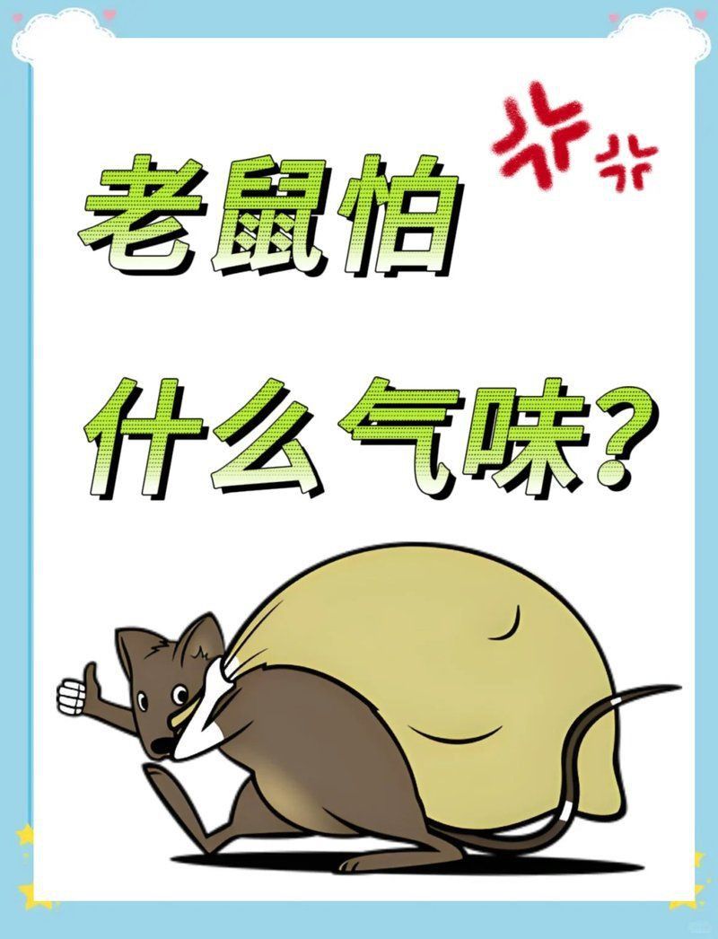 老鼠進屋最怕三個東西 老鼠進屋最怕三個東西 龍魚百科 第3張
