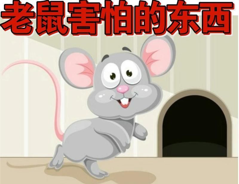 老鼠進屋最怕三個東西 老鼠進屋最怕三個東西 龍魚百科 第6張