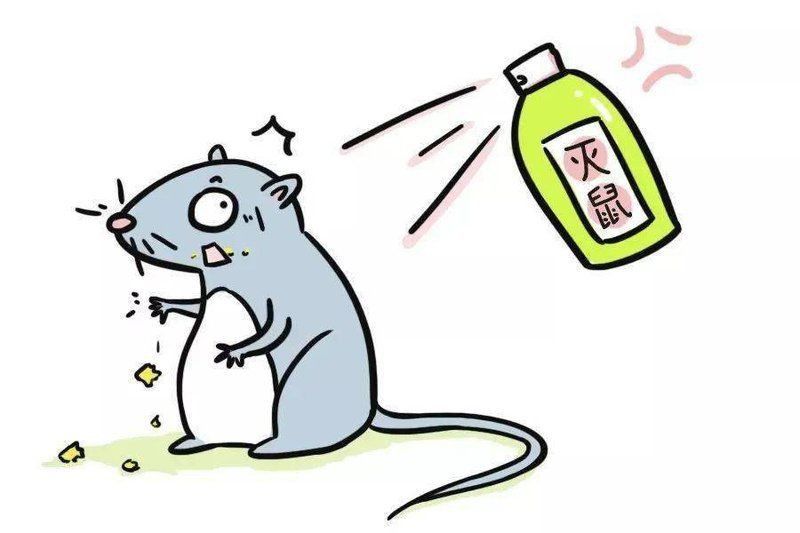 老鼠進屋最怕三個東西 老鼠進屋最怕三個東西 龍魚百科 第8張