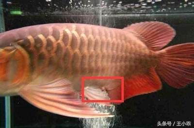 龍魚反復脫肛怎么根治：龍魚反復脫肛怎么辦