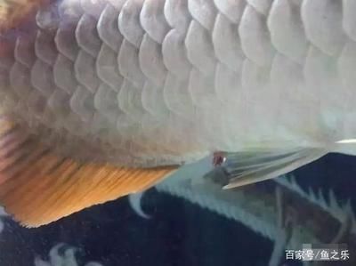 龍魚反復脫肛怎么根治：龍魚反復脫肛怎么辦