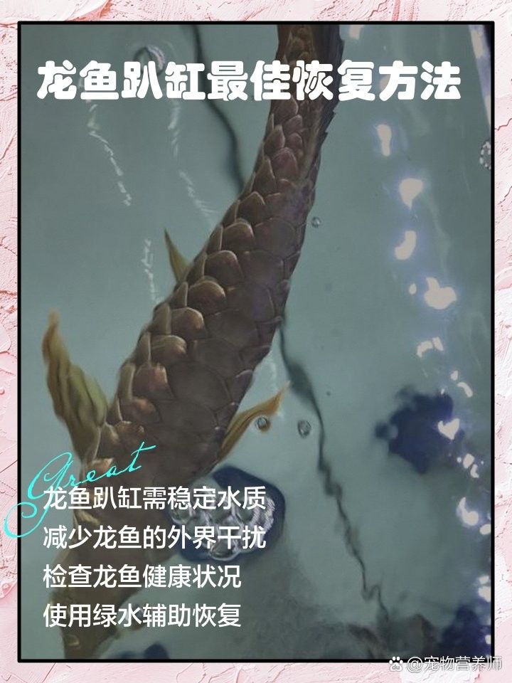 龍魚趴缸升溫到多少度