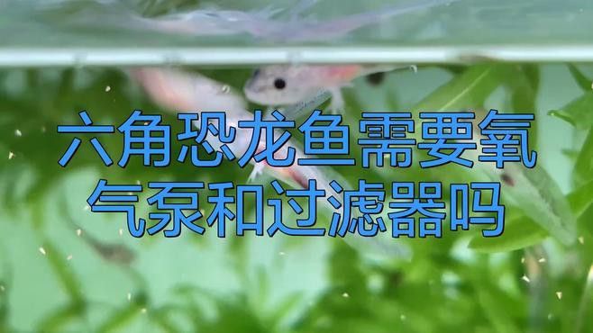 六角龍不打氧需要加過濾嗎？