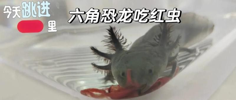 六角龍不打氧需要加過濾嗎？