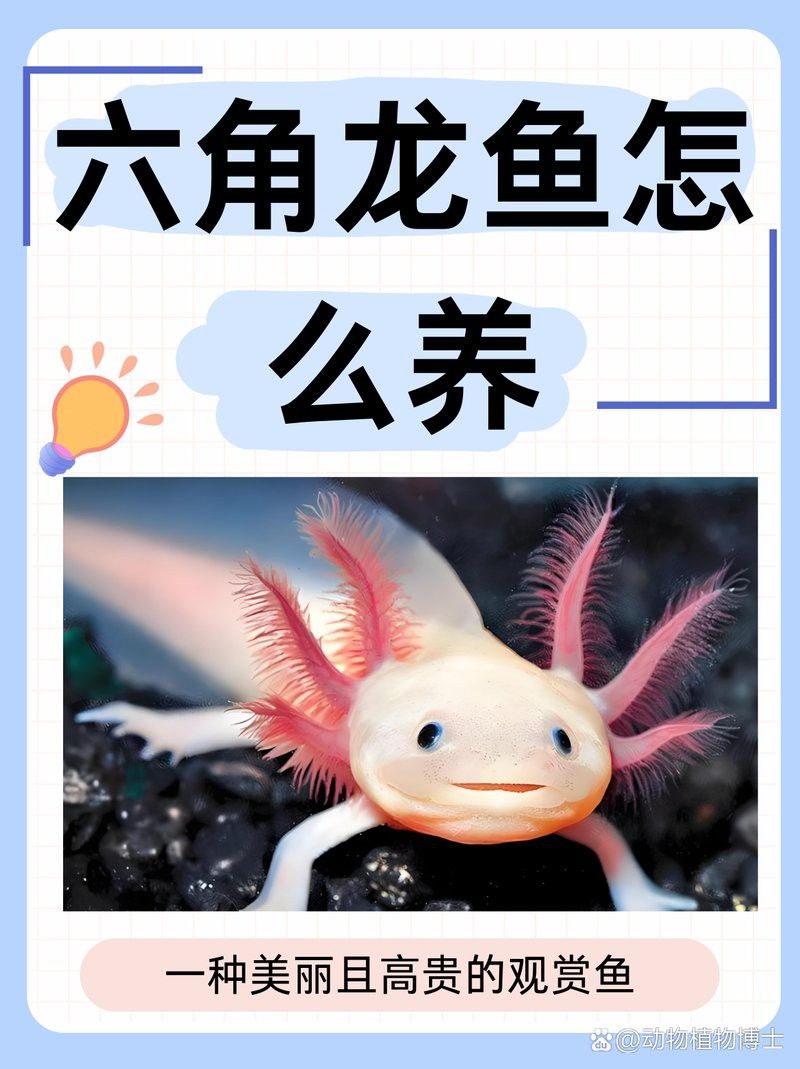 六角龍不打氧需要加過濾嗎？
