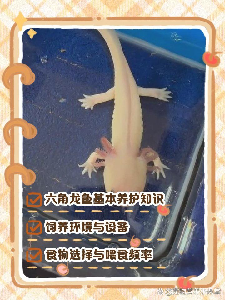 六角龍不打氧需要加過濾嗎？