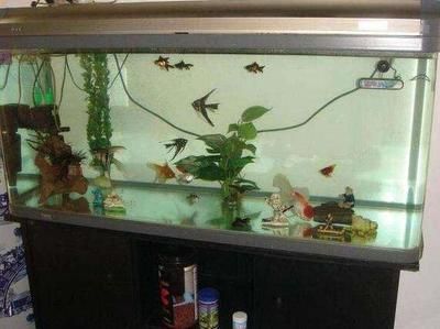 紅龍魚的正確飼養方法大全視頻教學下載安裝最新版（紅龍魚的飼養方法講解視頻）