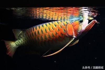 龍魚可以吃嘛：龍魚可以食用嗎
