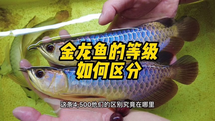 金龍魚的級別怎么看圖解：金龍魚的級別怎么看