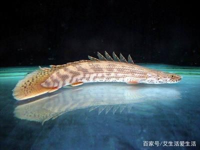 恐龍魚不喂食能活多久呀:恐龍魚在不喂食情況下的生存時間