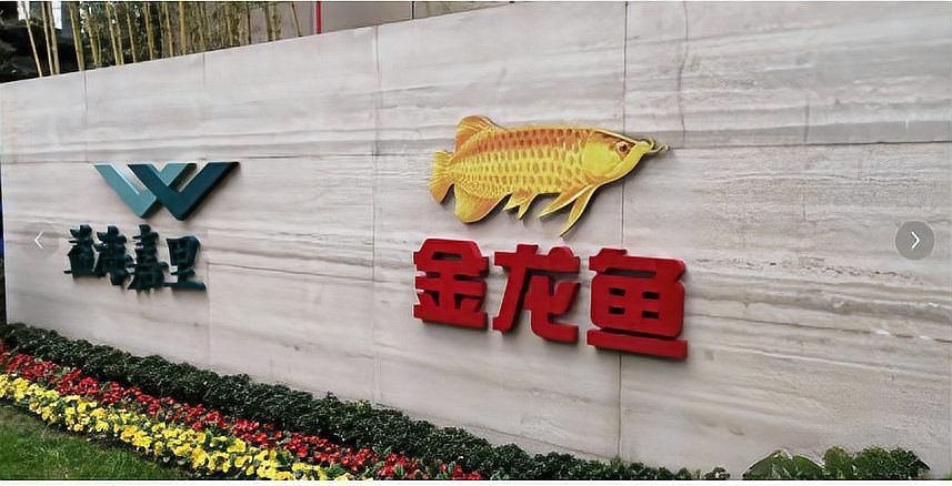 招聘金龍魚業務員騙局 招聘金龍魚業務員騙局 龍魚百科 第3張