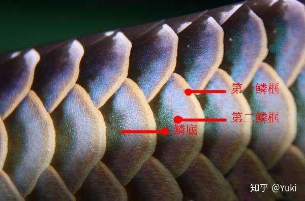 金龍魚什么底色最好看圖片欣賞 金龍魚什么底色最好看圖片欣賞 龍魚百科 第4張