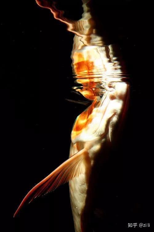 金龍魚什么底色最好看圖片欣賞 金龍魚什么底色最好看圖片欣賞 龍魚百科 第2張