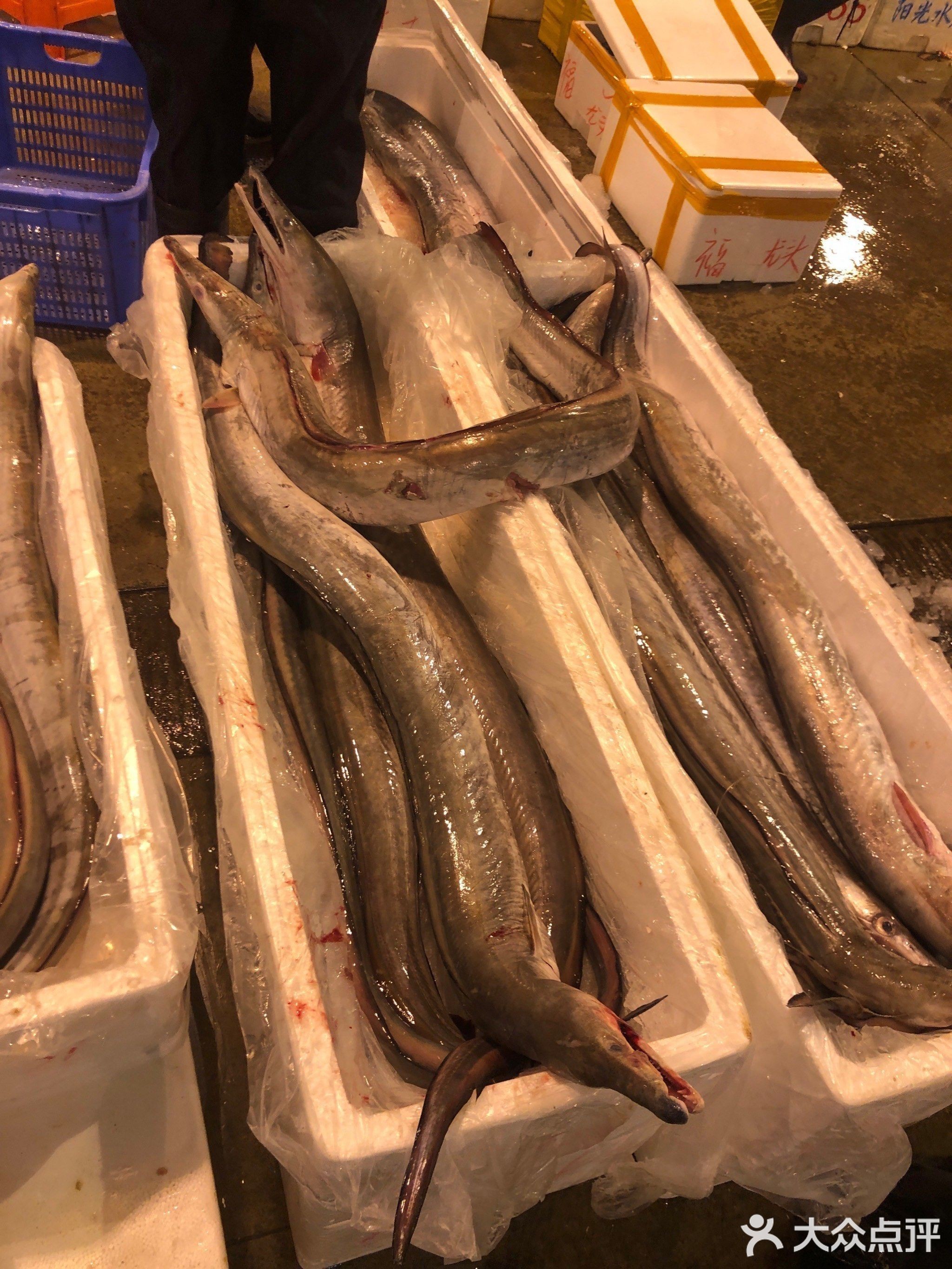 廣州哪里有金龍魚批發市場賣海鮮