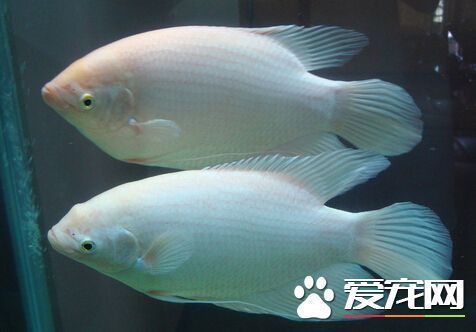 印尼野生龍魚保護區圖片：守護水中活化石—探秘印尼野生龍魚保護區的生態使命
