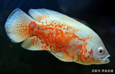 印尼野生龍魚保護區圖片：守護水中活化石—探秘印尼野生龍魚保護區的生態使命
