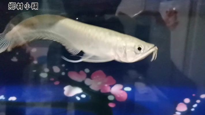 龍魚伴游魚：選擇伴游魚時需要注意的事項