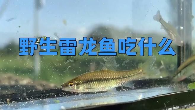 野生雷龍魚(yú)吃什么