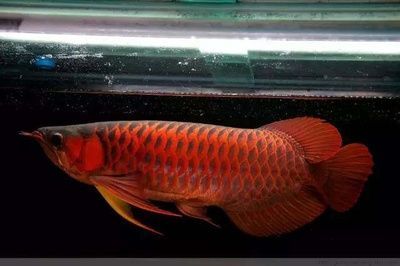 龍魚吐食物：龍魚吐食物可能是由于消化不良、食物不合胃口或腸炎等原因導致的 龍魚吐食物：龍魚吐食物可能是由于消化不良、食物不合胃口或腸炎等原因導致的 龍魚百科 第3張