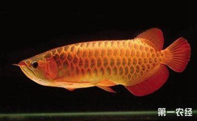 龍魚吐食物：龍魚吐食物可能是由于消化不良、食物不合胃口或腸炎等原因導致的 龍魚吐食物：龍魚吐食物可能是由于消化不良、食物不合胃口或腸炎等原因導致的 龍魚百科 第1張