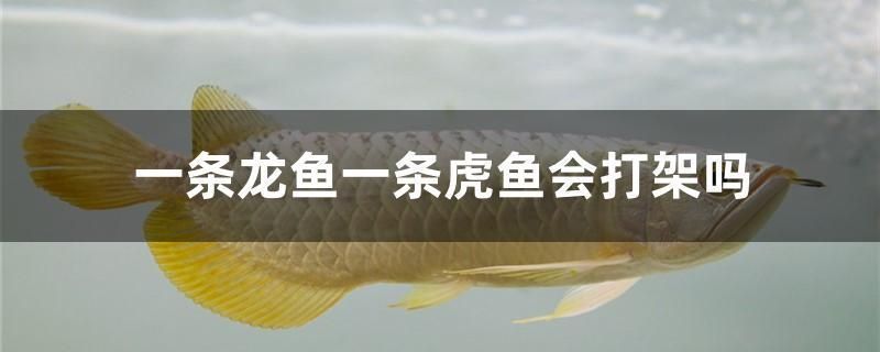 龍魚能吃錦鯉的魚糧嗎怎么喂養(yǎng)：如何判斷龍魚營養(yǎng)不良，龍魚與錦鯉混養(yǎng)注意事項