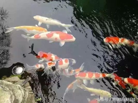 龍魚能吃錦鯉的魚糧嗎怎么喂養(yǎng)：如何判斷龍魚營養(yǎng)不良，龍魚與錦鯉混養(yǎng)注意事項