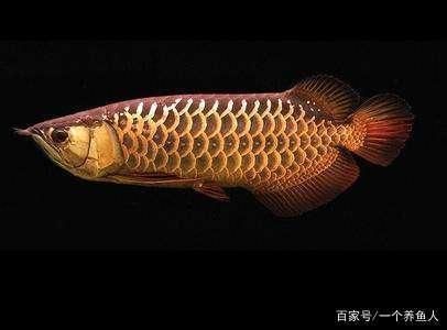 龍魚缸多長時間換一次水：龍魚缸換水的頻率和注意事項，龍魚缸換水頻率和注意事項