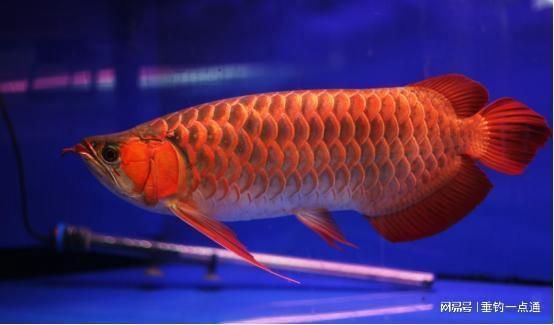 龍魚胡子針刺：針刺是龍魚胡須恢復的一種方法，但需要謹慎操作