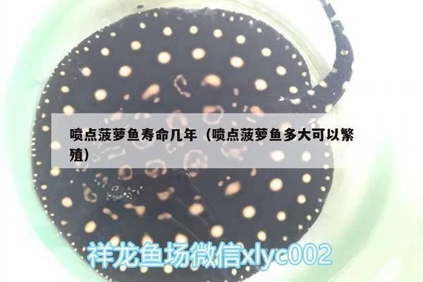 菠蘿魚繁殖成功案例，菠蘿魚繁殖成功案例表明菠蘿魚繁殖成功率的技巧和注意事項