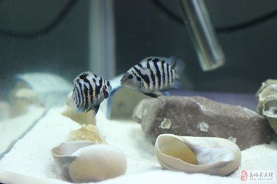 菠蘿魚繁殖成功案例，菠蘿魚繁殖成功案例表明菠蘿魚繁殖成功率的技巧和注意事項