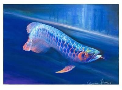 福龍魚多少錢一條：關于福龍魚的價格