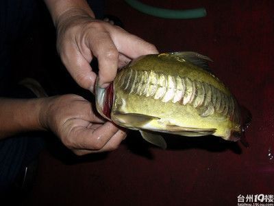 龍魚名字的由來是什么，龍魚的名字由來