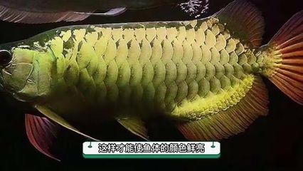 長得像金龍魚的淡水魚（與金龍魚相似的淡水魚品種）