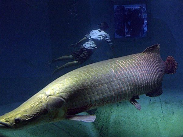 長得像金龍魚的淡水魚（與金龍魚相似的淡水魚品種）