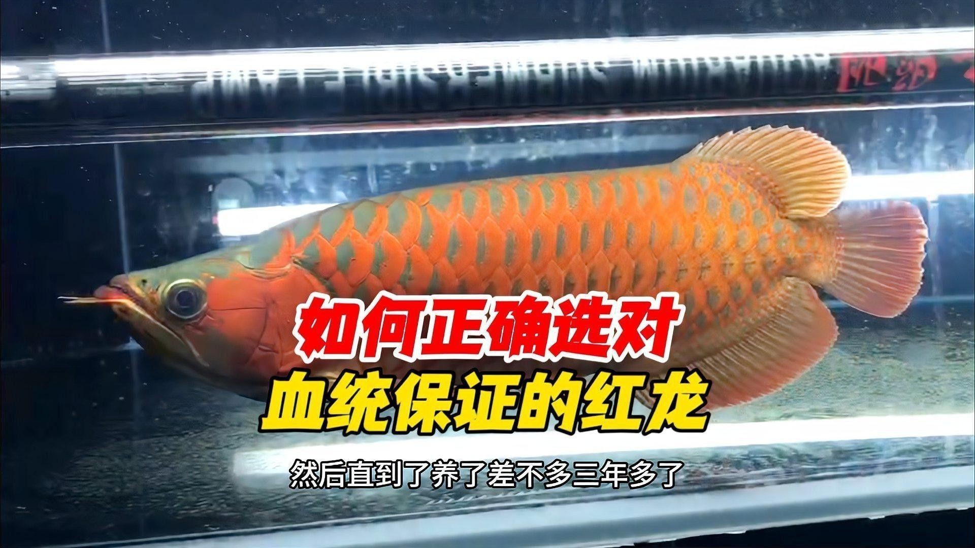 如何鑒別印尼超血紅龍魚的純種？