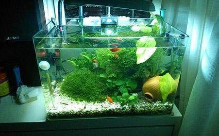 樓房客廳魚缸擺放位置在哪個方向好（客廳魚缸擺放在玄關有何講究魚缸擺放在玄關有何講究）