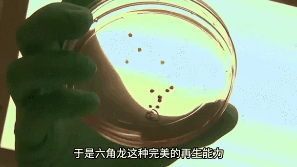 40公分紅龍魚喂食方法：40公分紅龍魚喂食頻率調整，紅龍魚喂食頻率調整方法