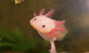 40公分紅龍魚喂食方法：40公分紅龍魚喂食頻率調整，紅龍魚喂食頻率調整方法