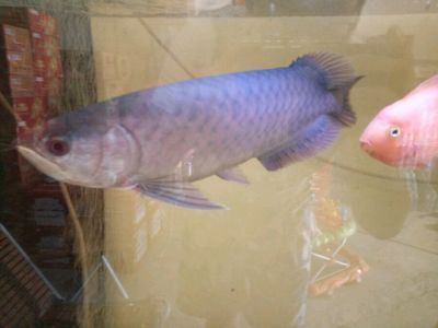 藍鉆龍魚：如何挑選優質藍鉆龍魚，藍鉆龍魚日常飲食搭配