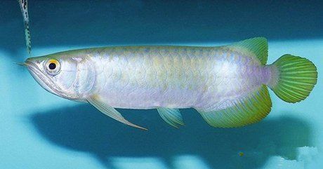 青龍魚屬什么生肖動物（青龍魚不是生肖動物，而是與中華文化中的龍文化有著象征性的聯系）