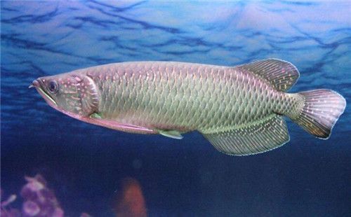 青龍魚屬什么生肖動物（青龍魚不是生肖動物，而是與中華文化中的龍文化有著象征性的聯系）